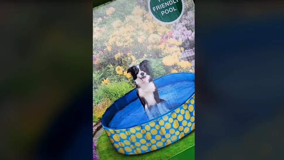 Piscina pentru câini cumpărată de la Lidl nu e ceea ce pare (VIDEO)