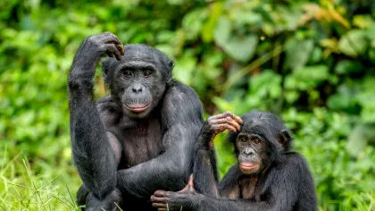 Ce ne poate învăța despre evoluție ritmul actului sexual la bonobo?