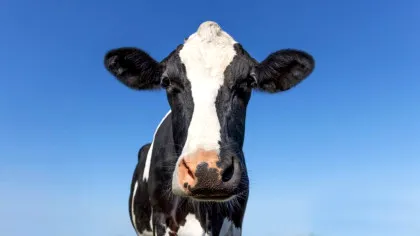 Test de cultură generală. Câte grupe de sânge au vacile?