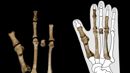 Cum au coexistat doi strămoși umani antici în aceeași zonă? O nouă cercetare încearcă să răspundă