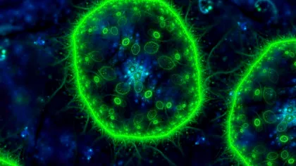 Microbii de la Fukushima duc o viață surprinzător de „obișnuită” în inima radiațiilor