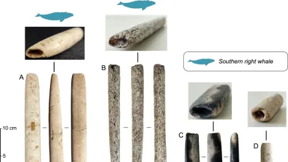 Cel mai vechi harpon arată că oamenii vânau balene de acum 5.000 de ani