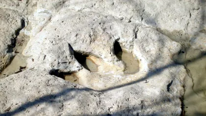 Cum este posibil ca urmele de dinozaur să se fosilizeze și să reziste milioane de ani?