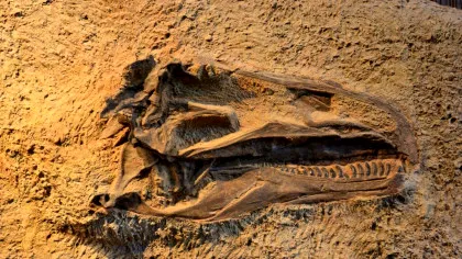O nouă specie de dinozaur descoperită în Thailanda cântărea cât 9 elefanți asiatici