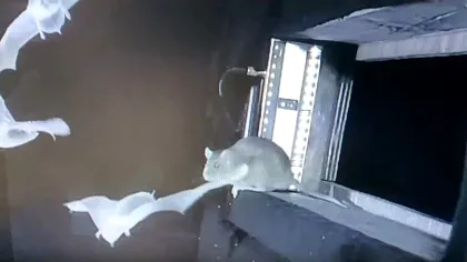 Fenomen spectaculos al naturii, observat pentru prima dată de oamenii de știință