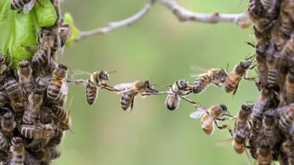 Locul ciudat în care trăiește cea mai mare colonie de albine documentată vreodată