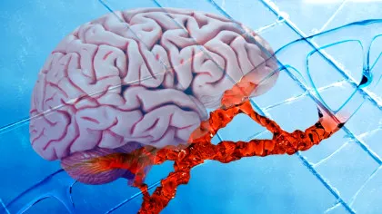 Oamenii de știință au reușit să îmbunătățească memoria în creierul îmbătrânit