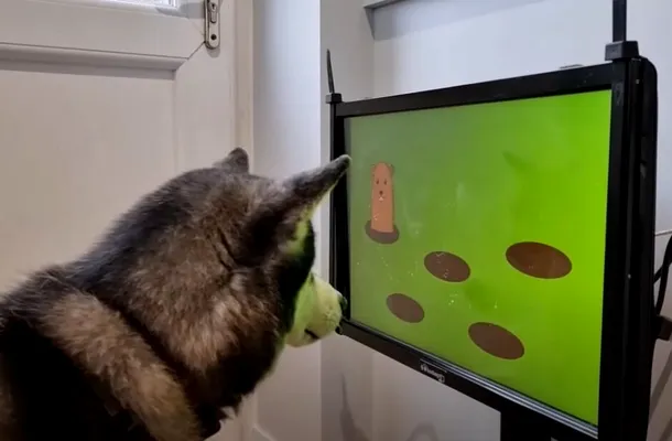 Startup-ul Joipaw dezvoltă console și jocuri video pentru câini
