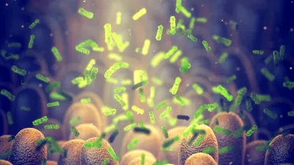 Oamenii de știință au descoperit cum să transforme bacteriile intestinale în „fabrici anti-îmbătrânire”
