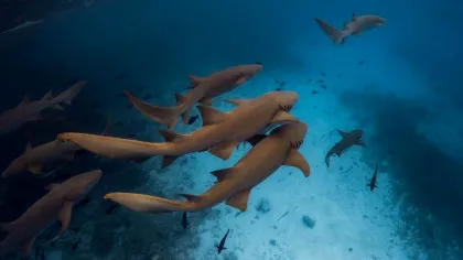 Oceanele au atins cele mai ridicate temperaturi înregistrate vreodată în luna iulie