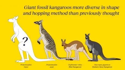 Cercetătorii au găsit fosilele unui cangur super-musculos care țopăia în trecut prin Australia