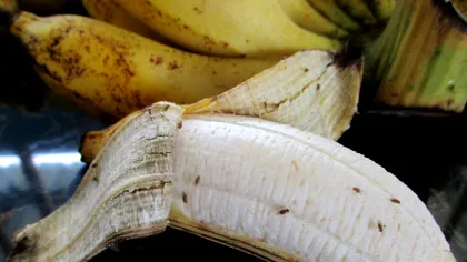 Musculițele care zboară în jurul fructelor nu sunt muște de fructe. Cum să scăpăm de ele?