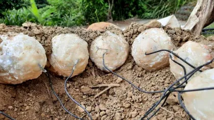 Cercetătorii au descoperit că dinozaurii nu cloceau ouăle la fel ca păsările din zilele noastre