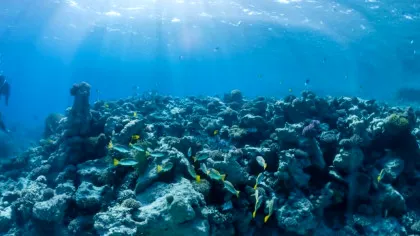 Un coral negru gigant, vechi de 400 de ani, i-a uimit pe cercetătorii marini din Noua Zeelandă