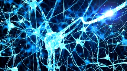 Oamenii de știință susțin că au găsit „busola” din creierul uman