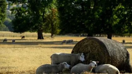 Animalele sălbatice, victime tăcute ale valurilor de căldură