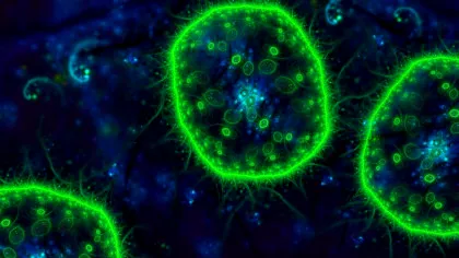 Cel mai abundent organism al Pământului, care produce o treime din oxigenul din lume, în pericol din cauza încălzirii oceanelor