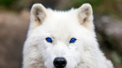 ADN-ul de lup se ascunde în majoritatea câinilor, au descoperit oamenii de știință