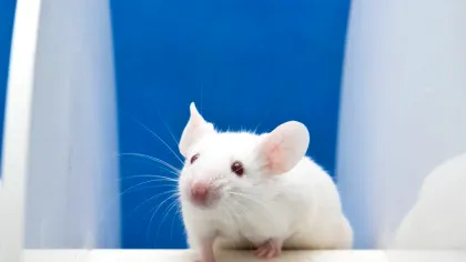 Imagini din activitatea cerebrală a șoarecilor, transformate în videoclipuri