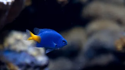Peștii suferă masiv din cauza poluării luminoase, au descoperit cercetătorii