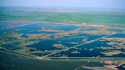 Dezastru ecologic într-un paradis al păsărilor din SUA. Ce s-a întâmplat?