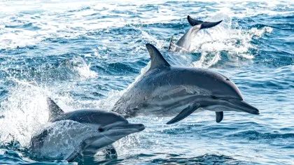 De ce carnea de delfin nu poate fi consumată de oameni?