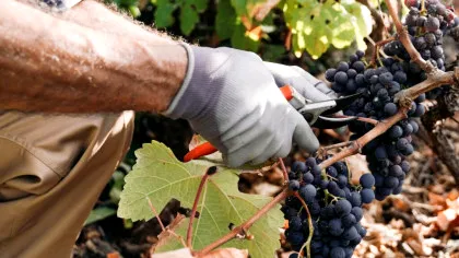 Fumul incendiilor de pădure ar putea afecta gustul vinului! Ce spun viticultorii din Franța?