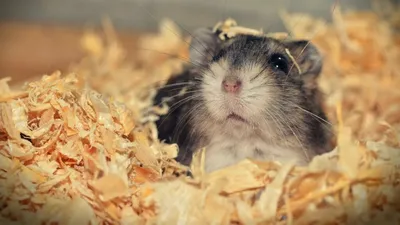 Un dezvoltator de jocuri a găsit rețeta succesului: titlurile despre hamsteri