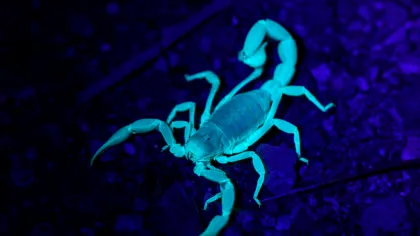 Veninul de scorpion, cercetat ca posibilă sursă pentru noi tratamente ale bolilor hepatice