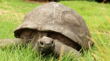 Jonathan are 194 de ani. Ce au descoperit cercetătorii în ADN-ul celui mai bătrân animal terestru cunoscut