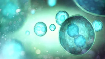 O singură celulă stem a produs peste 14 milioane de celule distrugătoare de cancer
