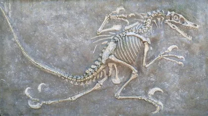 Dinții fosilizați de dinozauri dezvăluie ce mâncau acești giganți antici