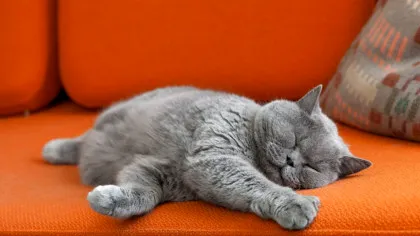 Un tratament similar cu Ozempic ar putea ajuta în curând pisicile grăsuțe