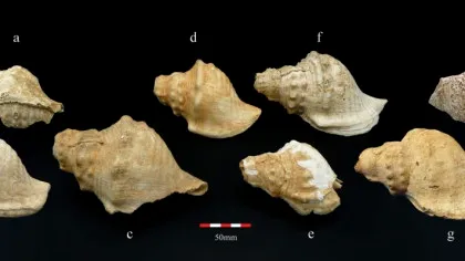Descoperire arheologică fabuloasă: Scoicile care cântau acum 6.000 de ani