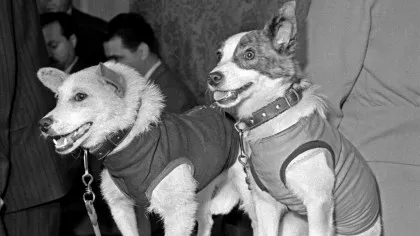 Ziua în care Uniunea Sovietică a făcut istorie cu două căţeluşe: Belka şi Strelka
