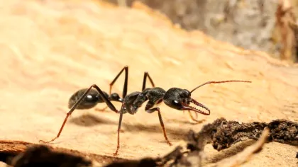 Oamenii de știință au aflat cum reușesc furnicile nocturne să călătorească