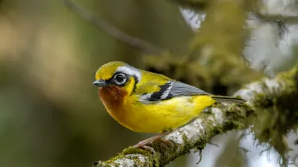 Inteligența Artificială dezvăluie că schimbările climatice ar fi putut alimenta explozii de evoluție la păsări