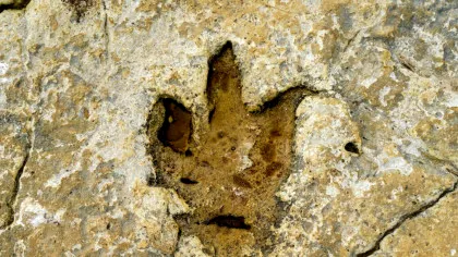 Inteligența artificială ajută la descifrarea urmelor de dinozauri / Cum redefinesc algoritmii paleontologia