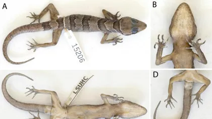 Mai multe specii noi de șopârle gecko simpatice, descoperite într-o regiune izolată din Cambodgia
