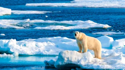 Surpriză plăcută pentru cercetători! Ce s-a întâmplat cu urșii polari dintr-un arhipelag norvegian?