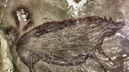 Cum au transportat oamenii porcii peste Pacific?