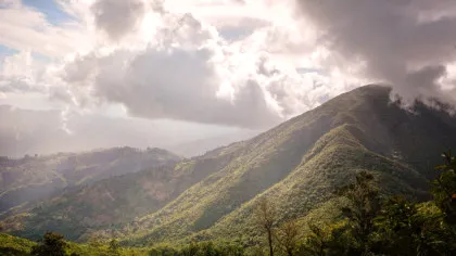 Jamaican Blue Mountain: de ce una dintre cele mai exclusiviste cafele din lume este cultivată printre nori