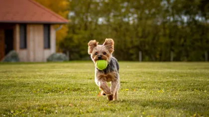 De ce joaca este benefică atât pentru oameni, cât și pentru câinii de companie?