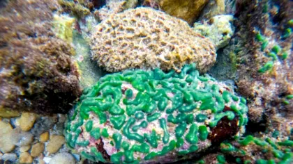 Un organism recent descoperit ar putea reprezenta o ramură complet nouă în arborele vieții