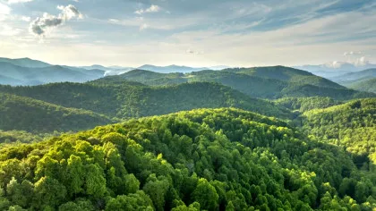 O pădure preistorică răstoarnă tot ce au crezut până acum oamenii de știință