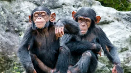 Ce au descoperit cercetătorii despre comportamentul homosexual la primate?