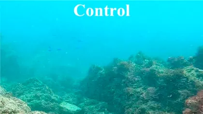 Acidificarea oceanelor distruge viața socială a peștilor de recif