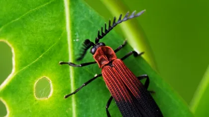 Cercetătorii au numărat din nou câte insecte sunt pe Pământ, iar rezultatul a depășit așteptările
