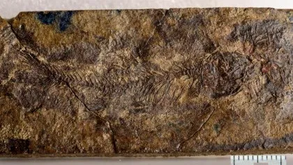 O nouă specie minusculă de pește preistoric dezvăluie originile somnului și crapului