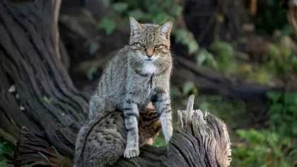 O specie dispărută de peste 100 de ani ar putea reveni în Anglia